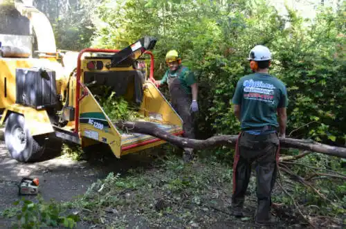 tree services Murrayville